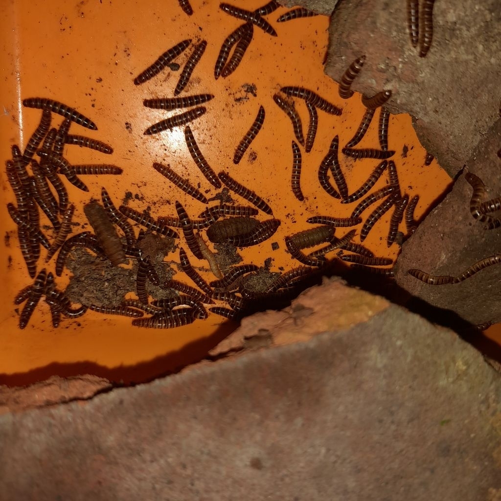 100 gram ulat kandang hidup  pakan burung ikan reptil