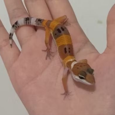 Custom Order Gecko SHTCT ( TANG 25-8 )