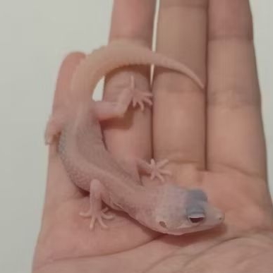 Custom Order Gecko Super Snow ( SS 25-7 )