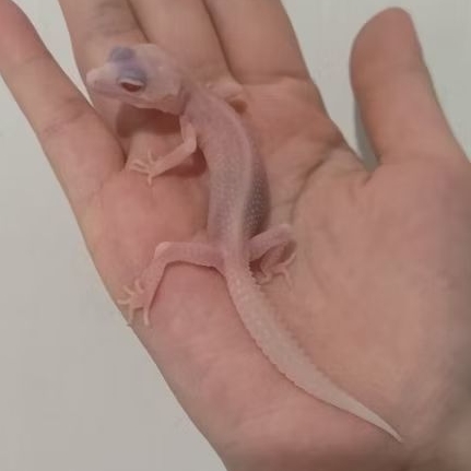 Custom Order Gecko Snow Storm ( JGOB 25-1 )