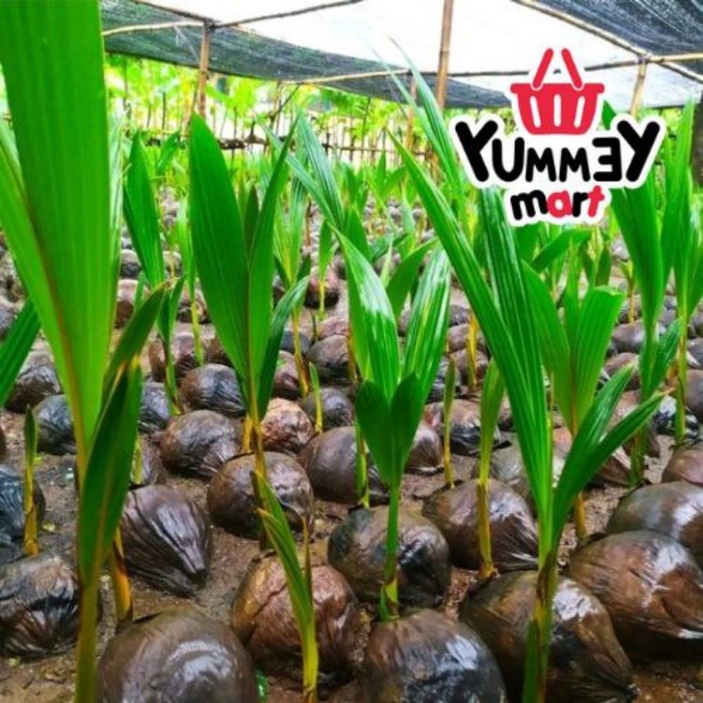 Bibit Kelapa Kopyor Unggulan Khas Pati