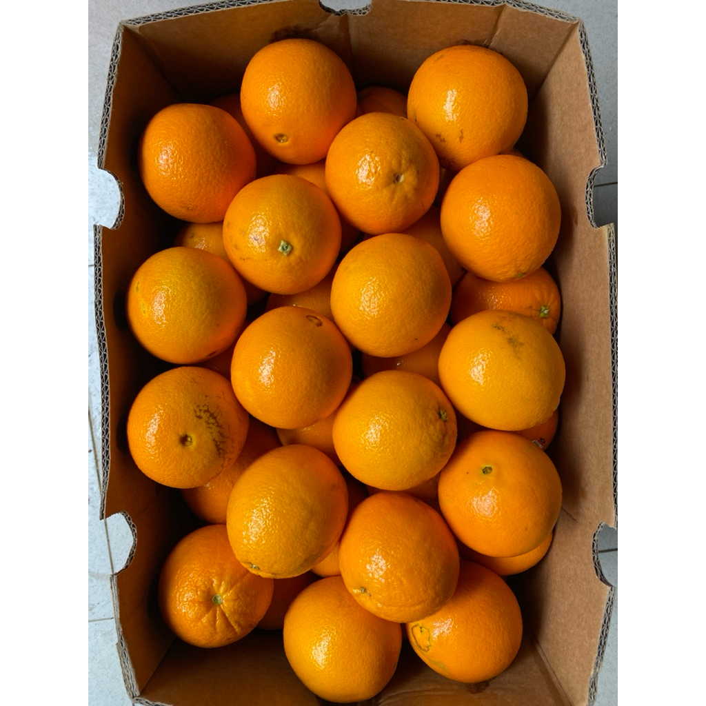 jeruk sunkist 1 dus / jeruk sunkist navel orange