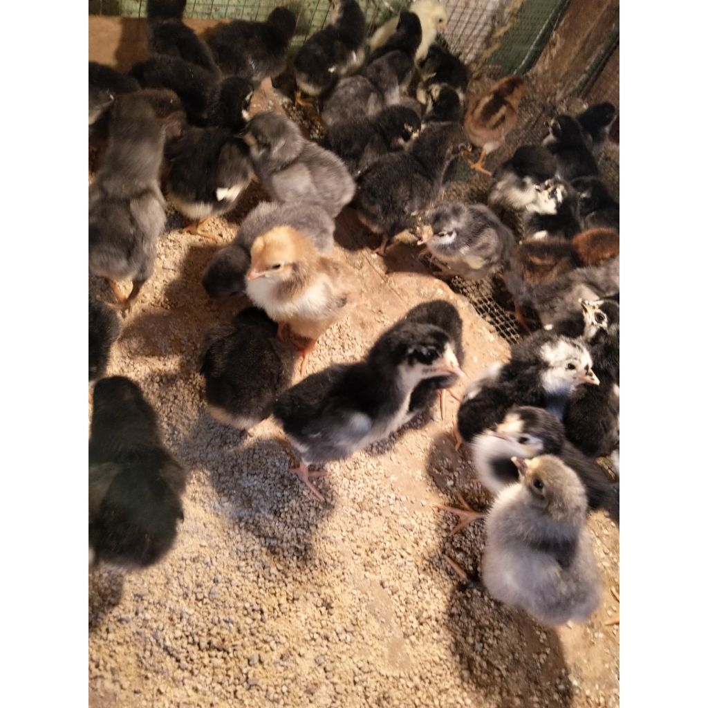 Bibit Ayam Kampung - DOC Ayam Kampung - Ayam Kampung Kecil