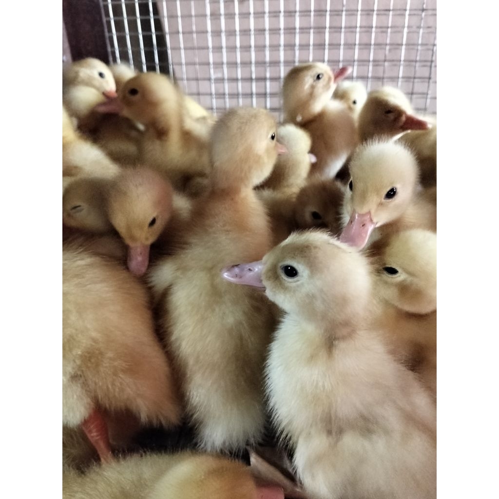 [Promo] Pesan 10 Free 1| Bibit Bebek Peking - Bebek Peking Putih - DOD Bebek Peking - Anak Bebek Pek