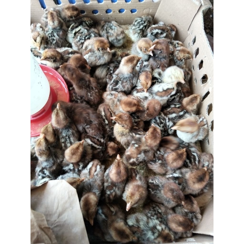 Ayam Kampung Arab - DOC Ayam Kampung Arab - Ayam Kampung Arab Kecil