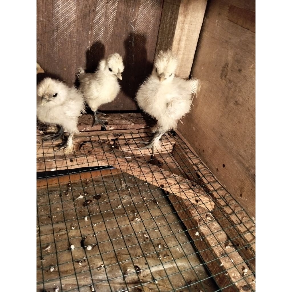 Bibit Ayam Kapas - Ayam Hias Kapas - Ayam Kapas Kecil