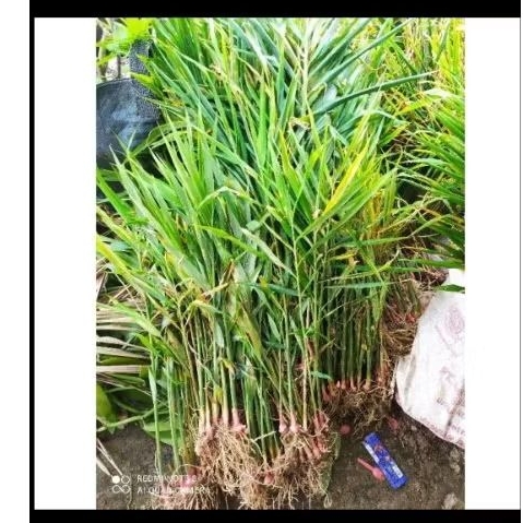 Bibit jahe merah asli jahe merah siap tanam