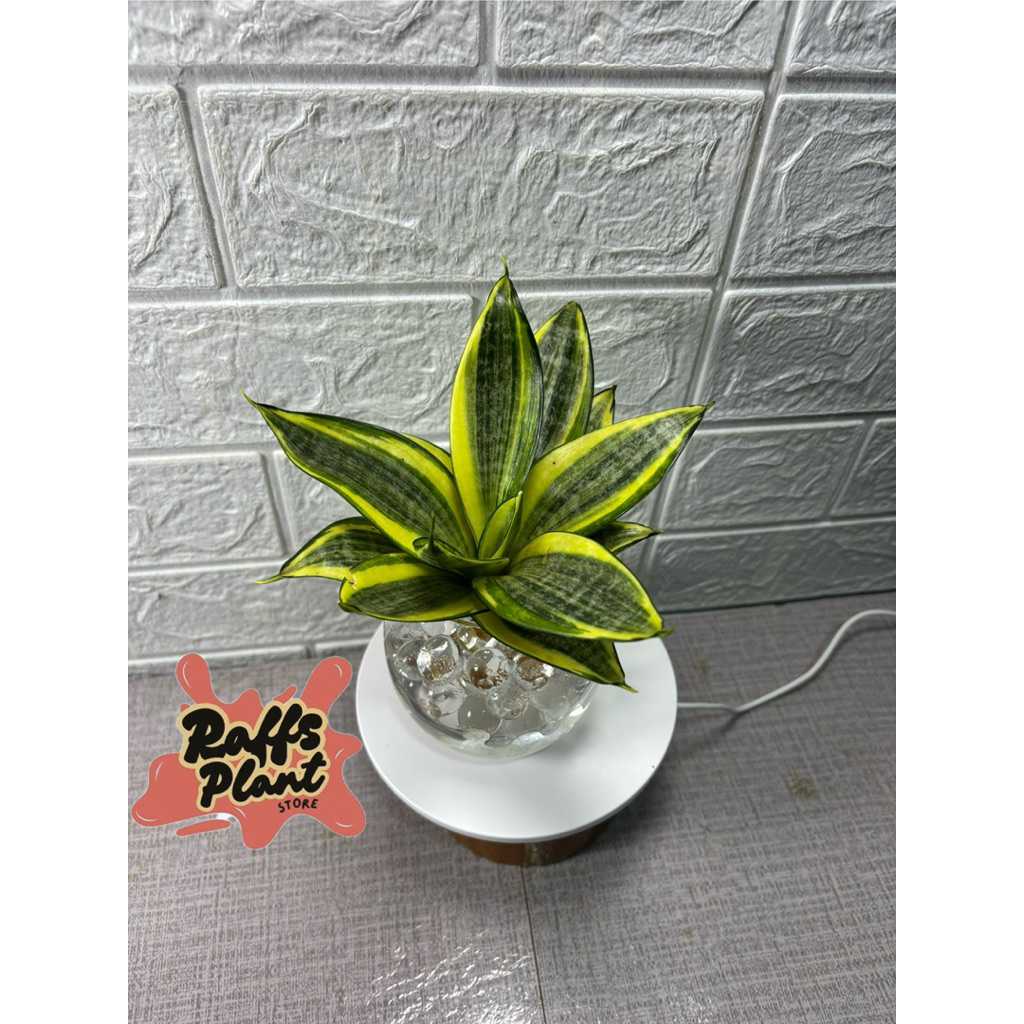 Tanaman media air sansiveira golden hahnii - tanaman sansivera pagoda - sansivera mini