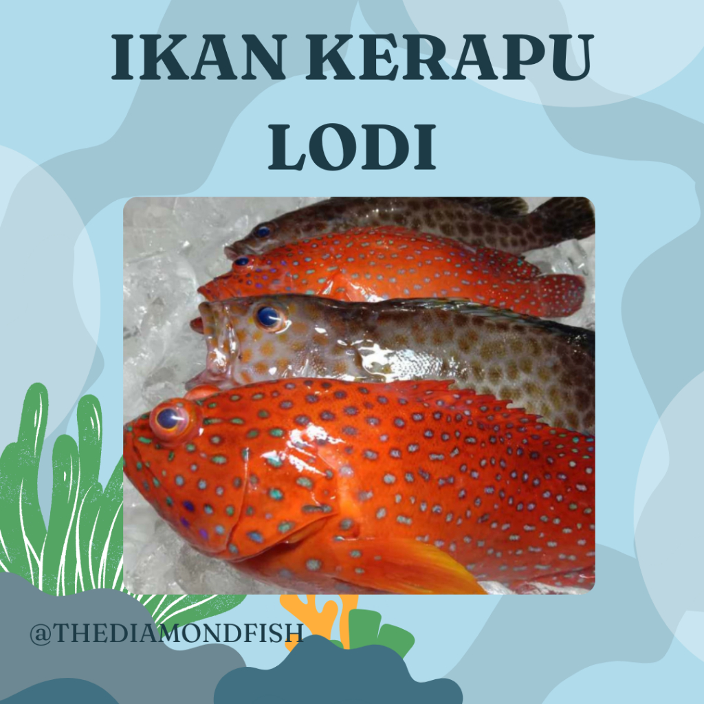 Ikan Kerapu Segar Ikan Kerapu Lodi Ikan Kerapu Merah 1 Kg