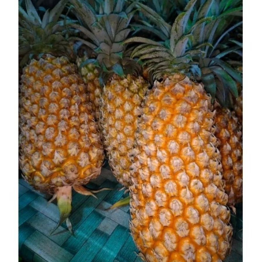 Nanas madu jumbo manis | nanas madu jumbo | nanas Kelud | nanas Kediri