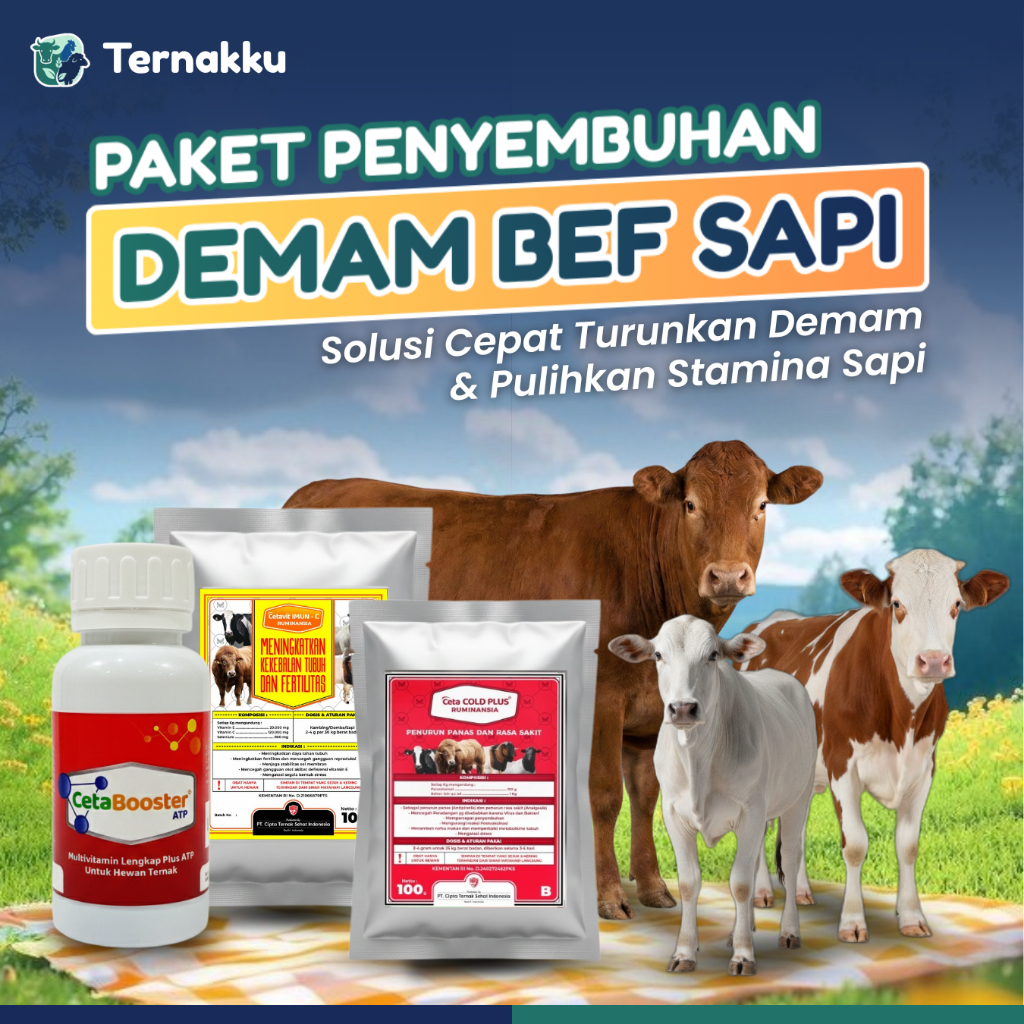 PAKET PENYEMBUHAN DEMAM BEF TERNAK SAPI