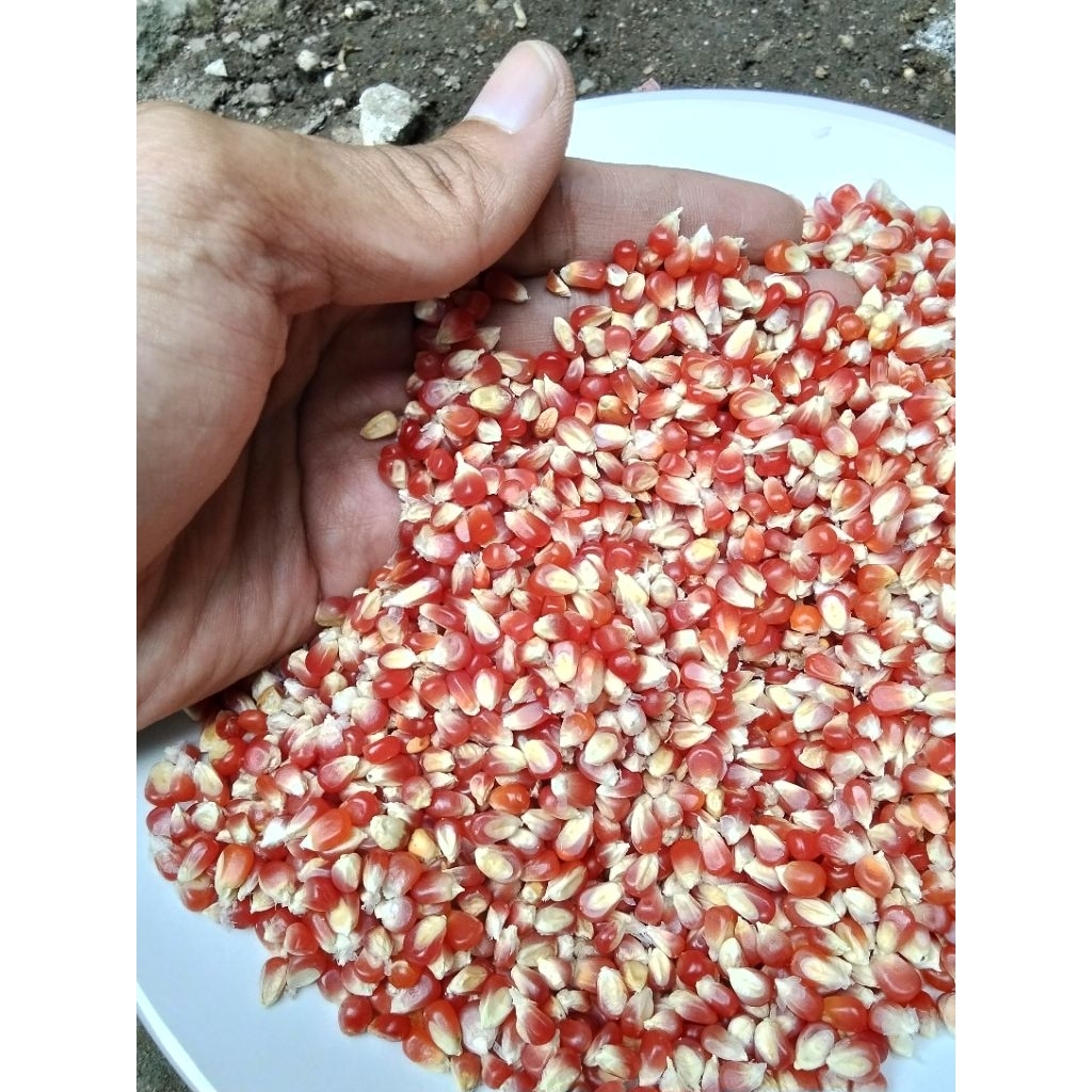 pakan merpati jagung merah super Padalarang