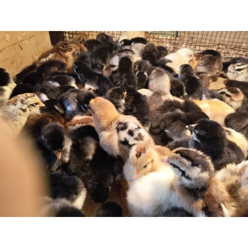 Bibit Ayam Kampung - Doc ayam kampung - ayam kampung kecil - Ayam Kampung Pedaging