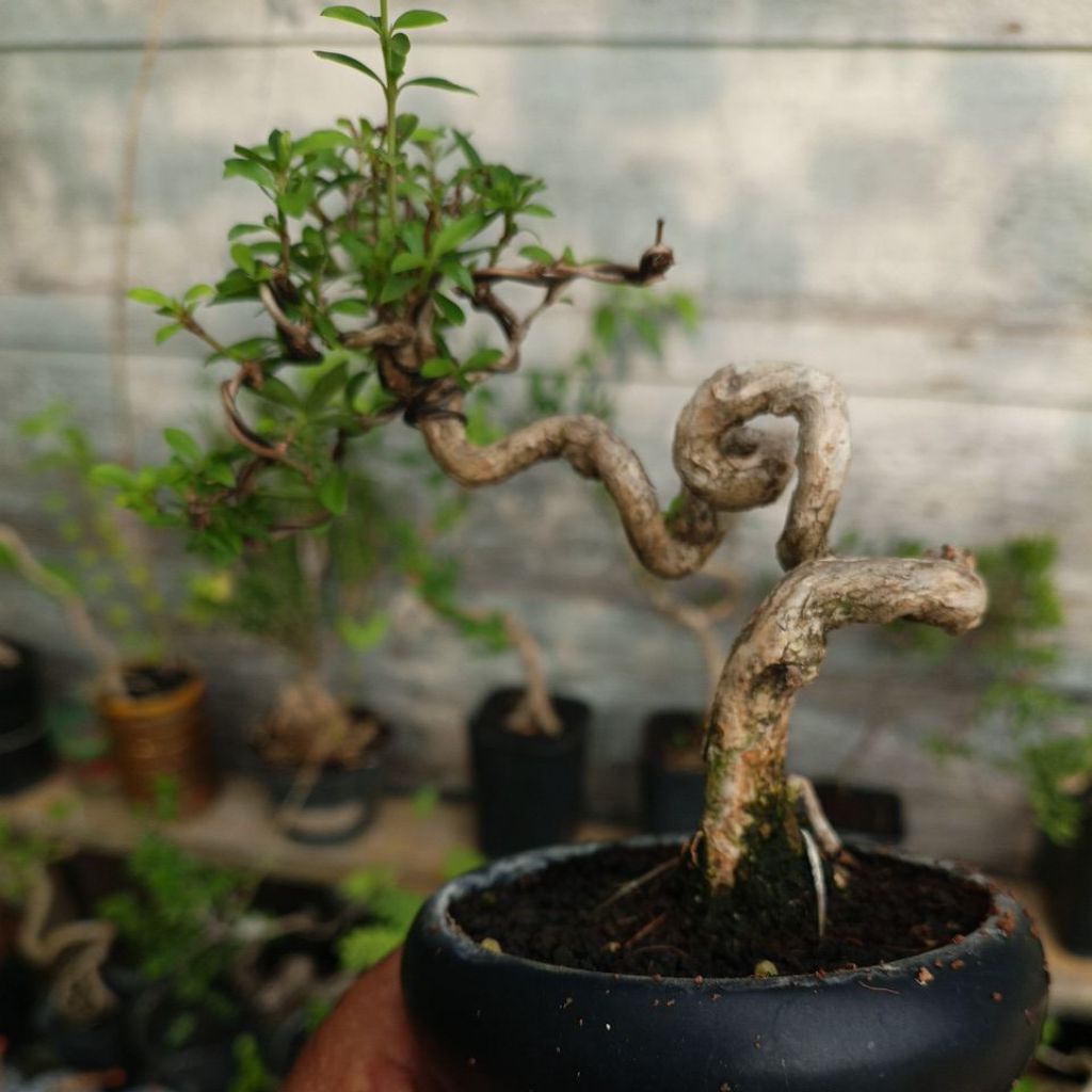 Bonsai Mame