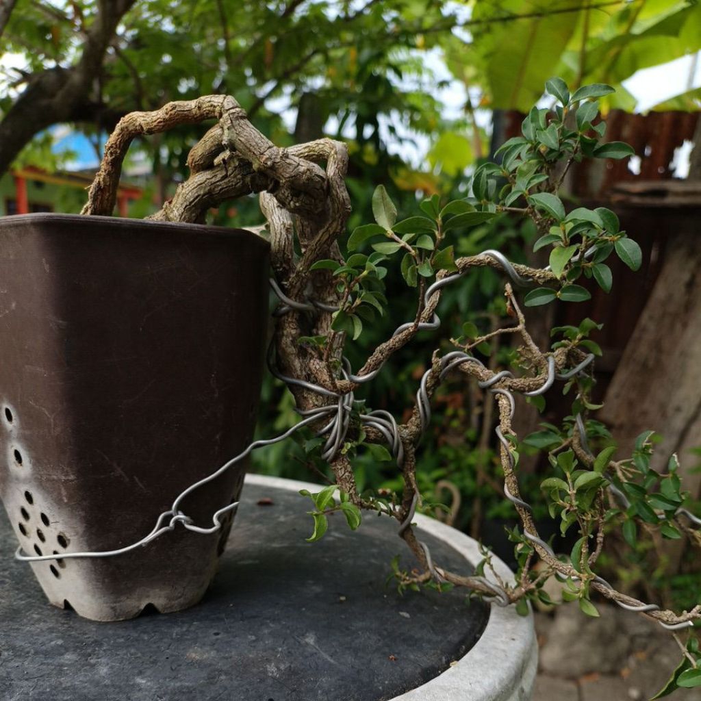 Bahan Bonsai Sakura Mikro