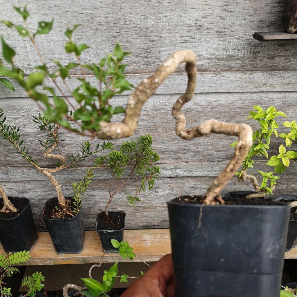 Bahan Bonsai Sakura Mikro