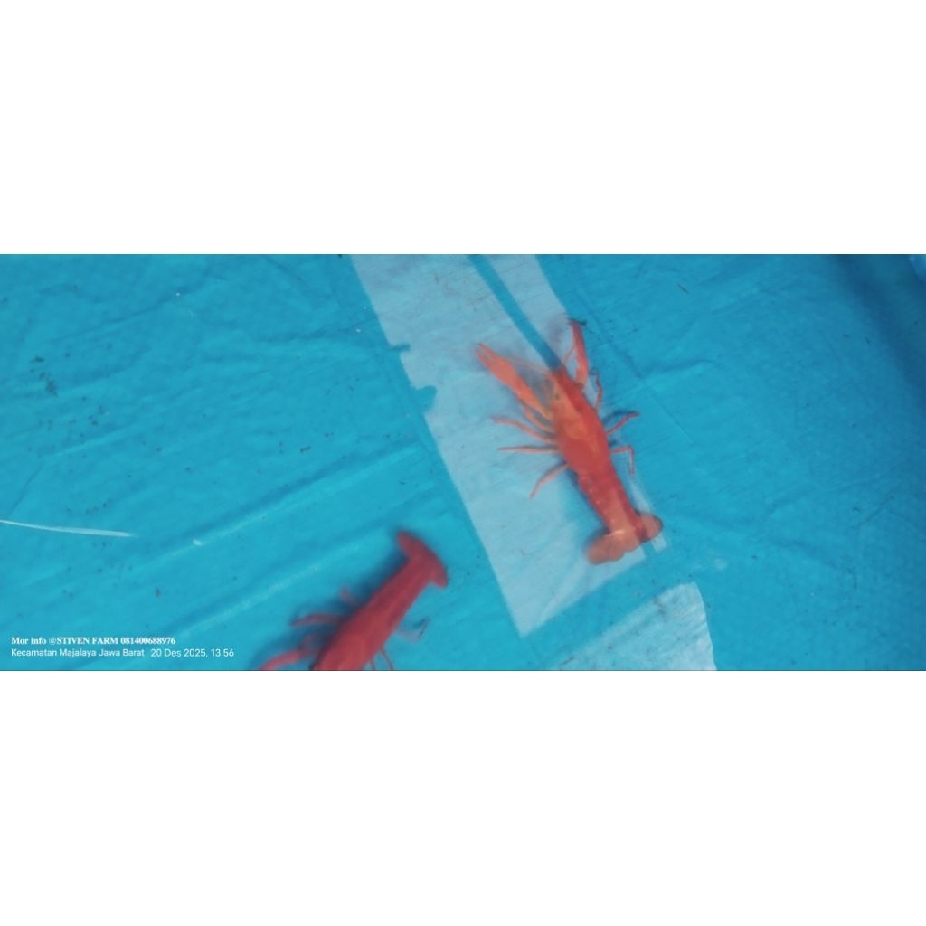 lobster hias indukan super berkualitas 1 paket isi 45  ekor