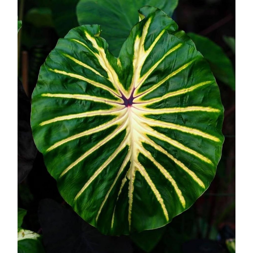 [NEW] Colocasia White Lava
