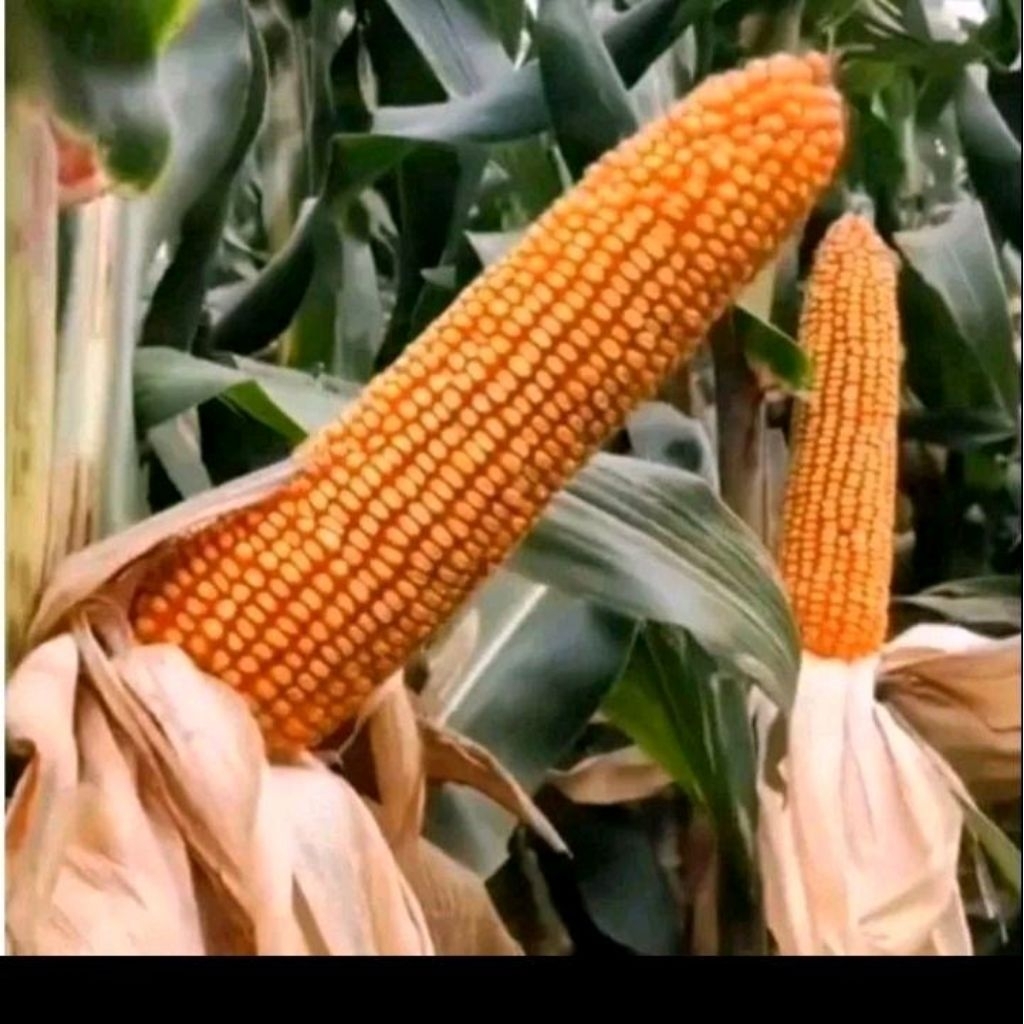 Biji benih jagung raksasa