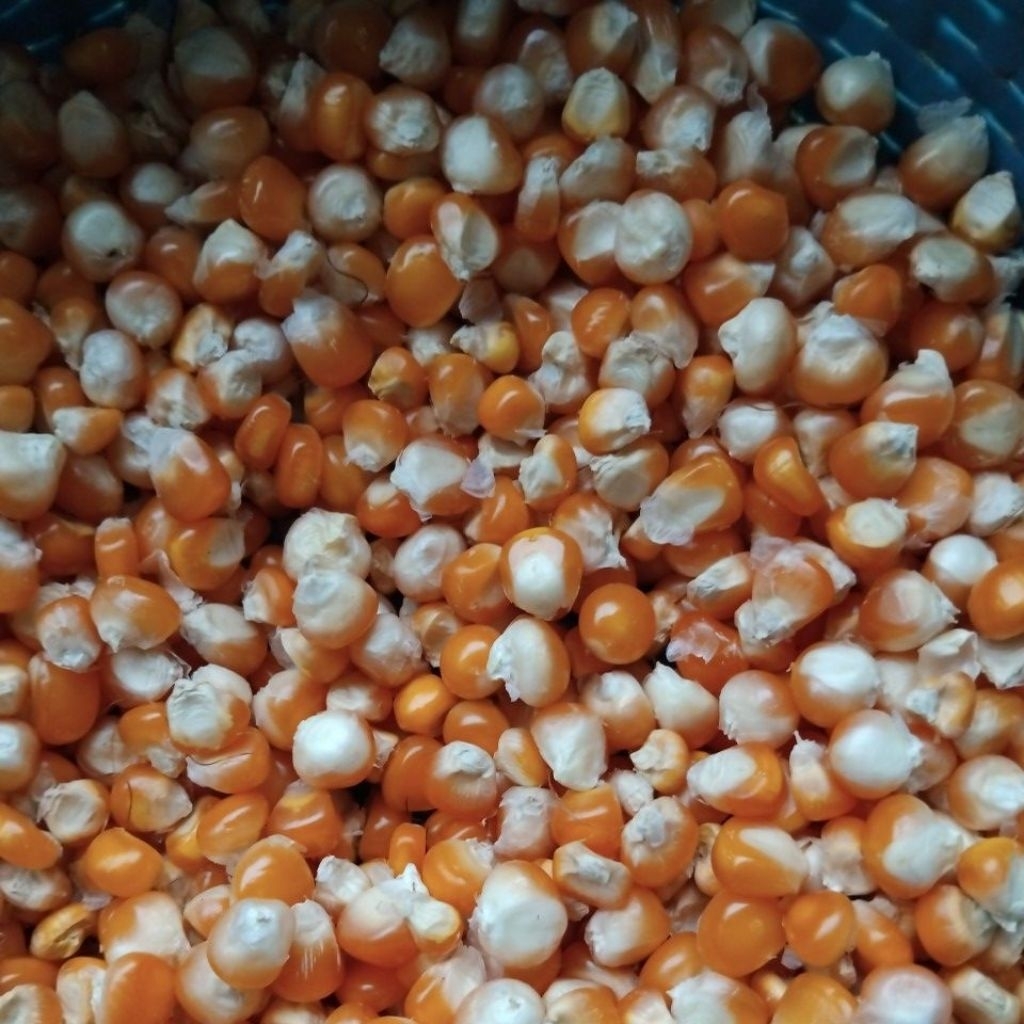 jagung untuk ayam,jagung besar 1kg