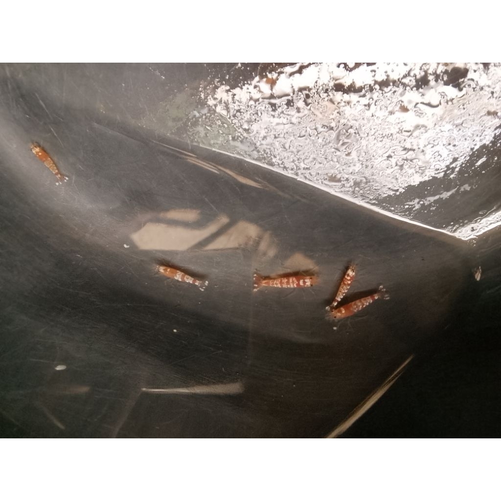 udang hiyas red tiger hiyasan akuwariyum