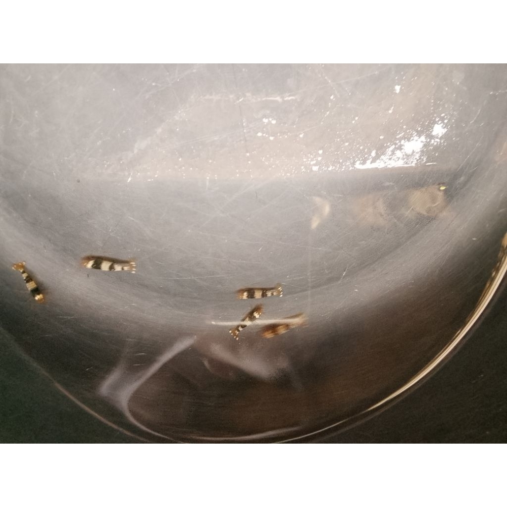 udang hiyas blacek bee hiyasan akuwariyum