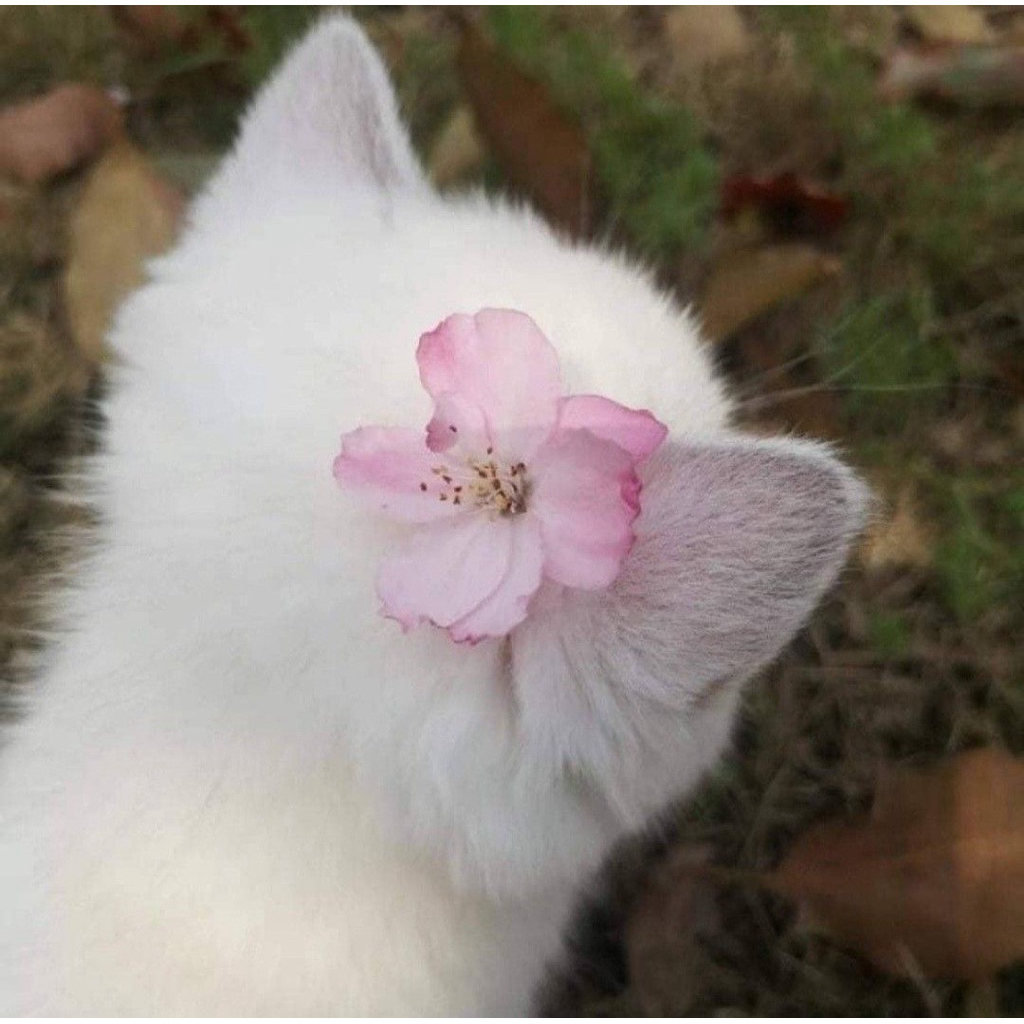 — preloved buku kompeten fisika sma