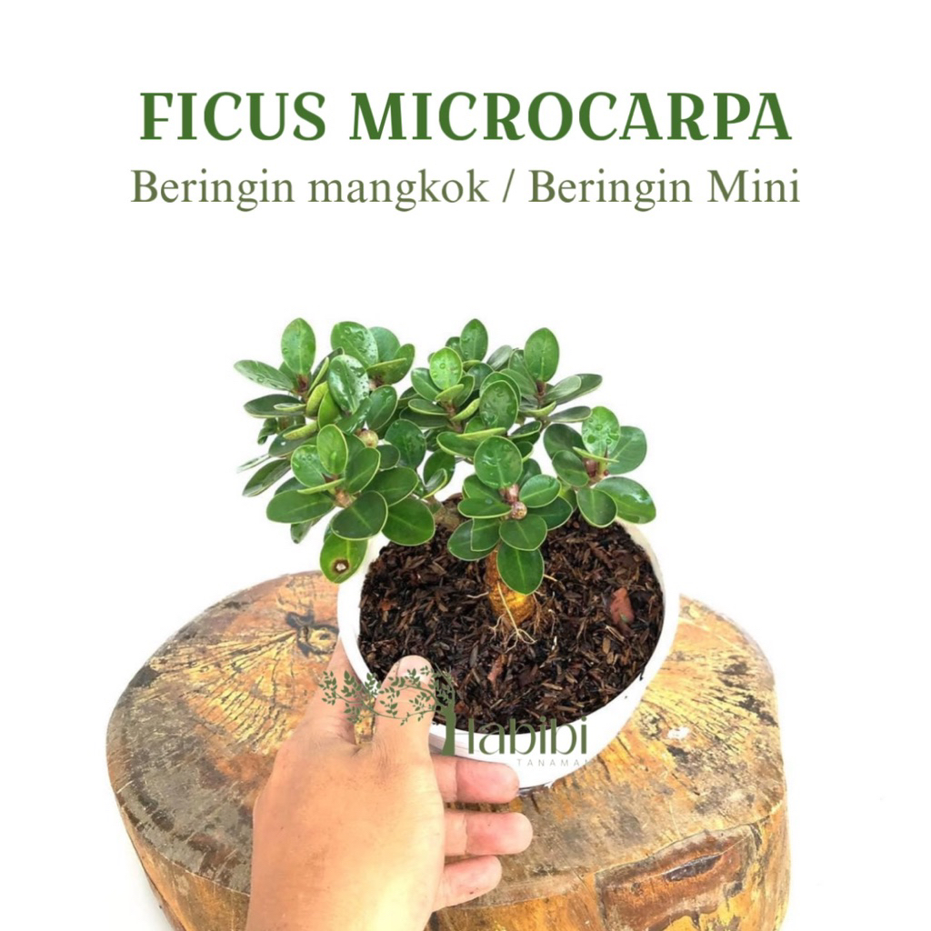 Tanaman Hias Bonsai Dolar Mangkok - Beringin Microcarpa Original