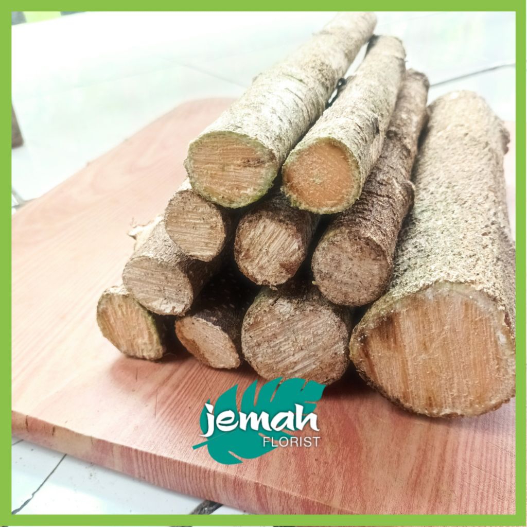 10 PCS BATANG TANAMAN POHON MENTAOS PANJANG 20 CM #BATANG STEK OKULASI TANAMAN POHON MENTAOS BINTAOS