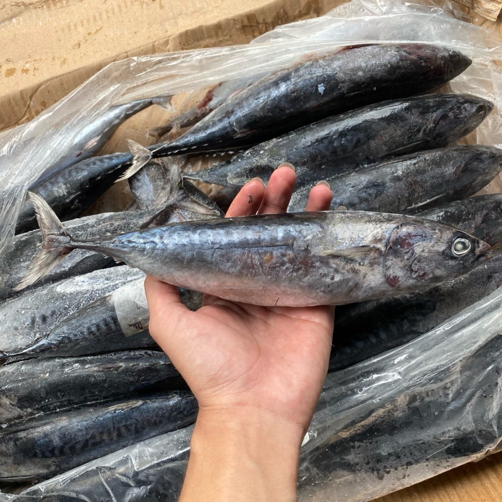 Ikan Tongkol Segar 1kg Frozen Deho Lisong