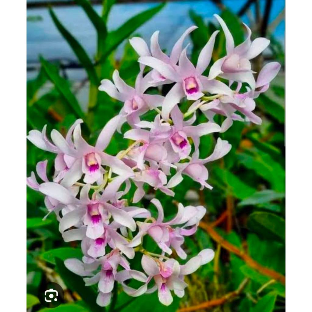 Anggrek Dendrobium Wangi - Den. Channel