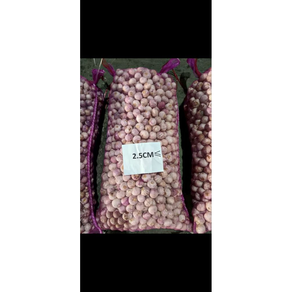 BAWANG PUTIH TUNGGAL UKURAN JUMBO 1KG