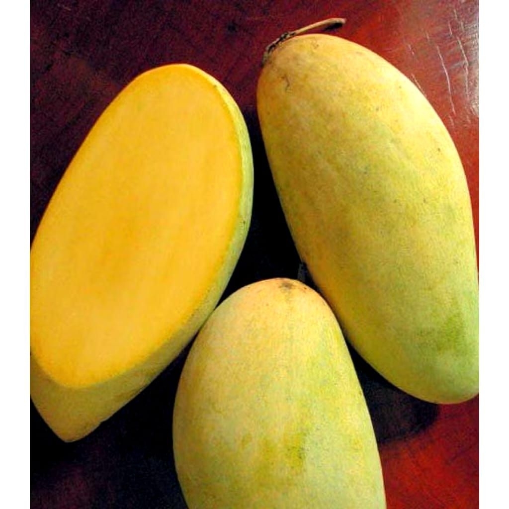 Bibit VALID mangga kiojay okulasi siap buah