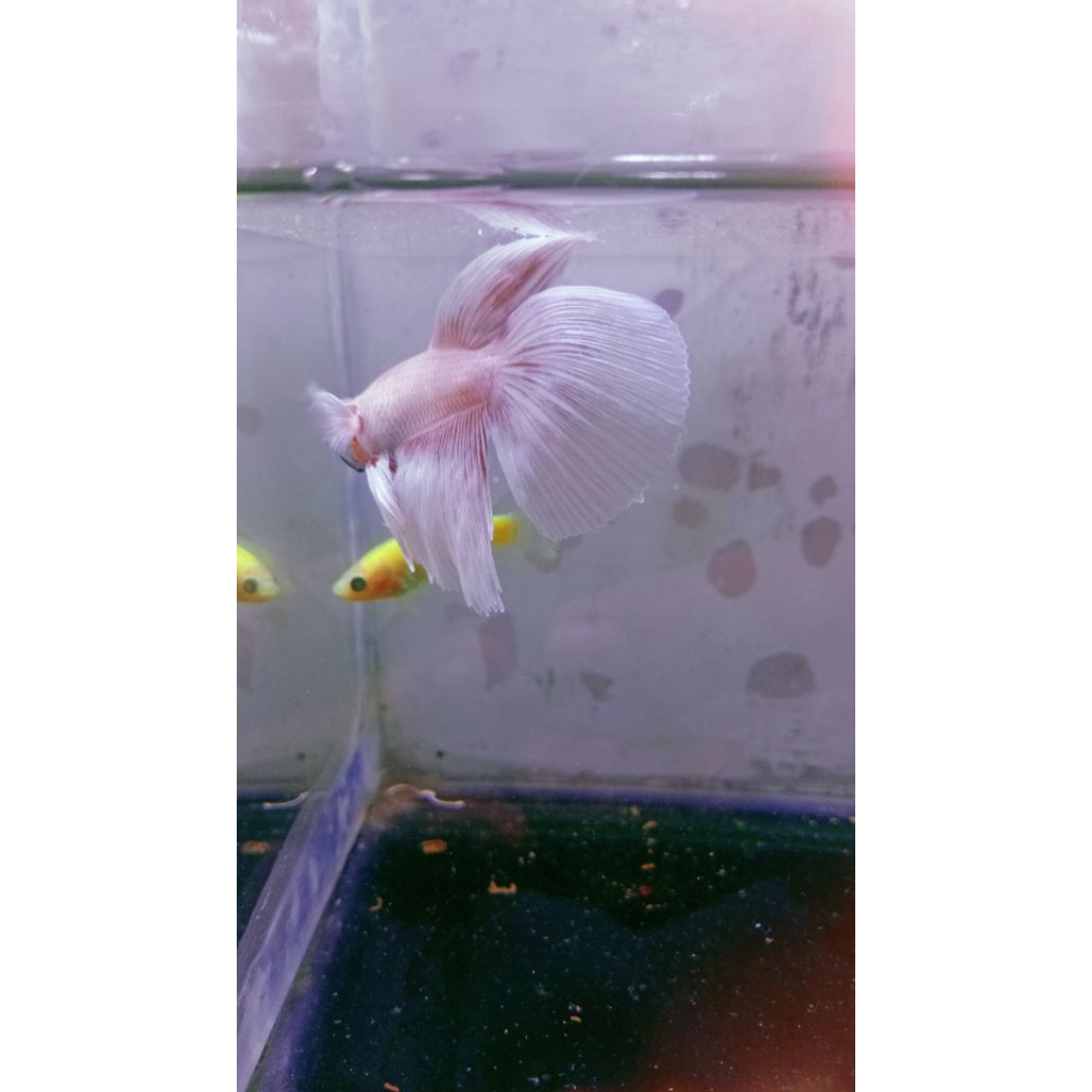 Ikan Cupang Aduan MDS Lokal Size M - Warna Acak, Sehat, Siap Adu