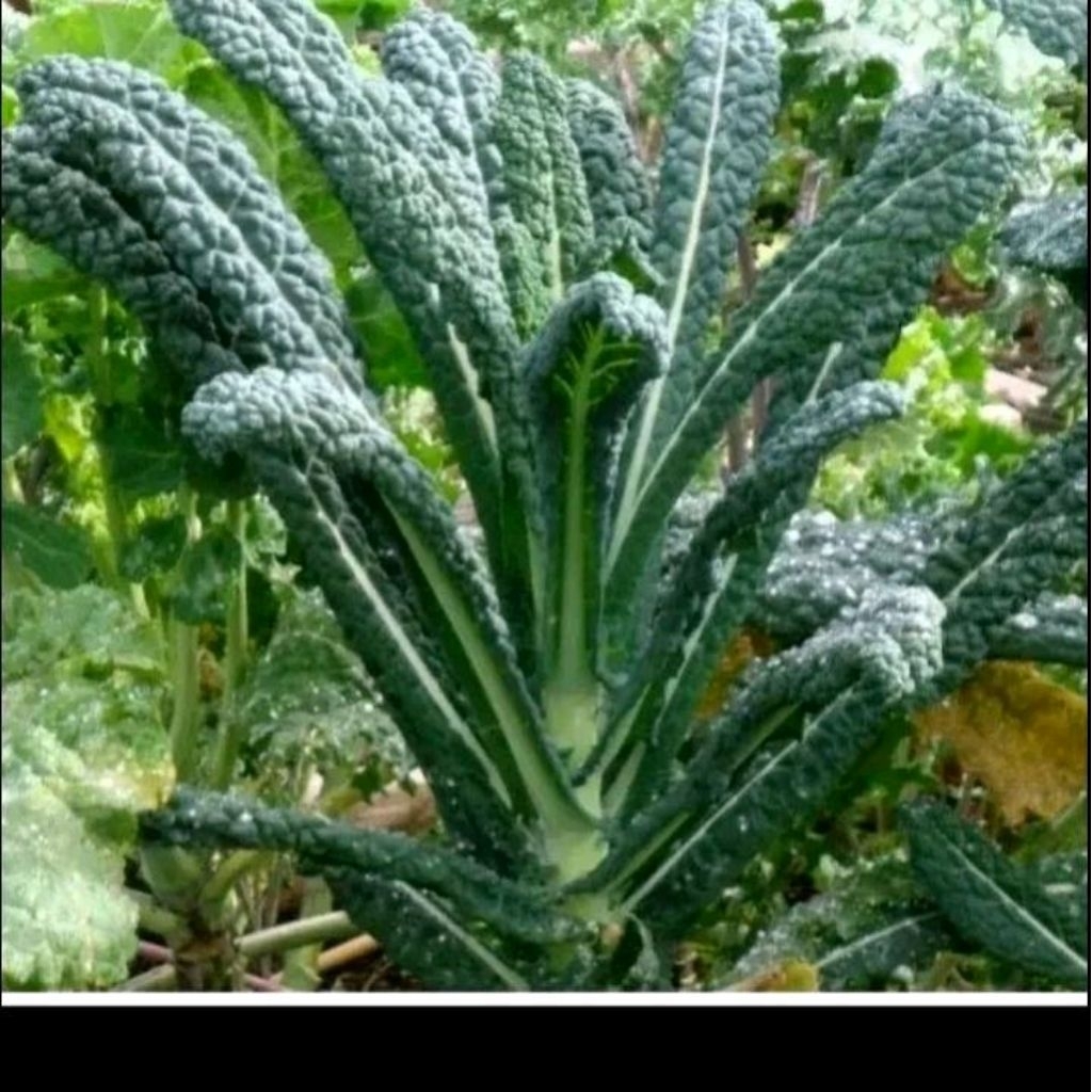 Benih sayuran kale lacinato