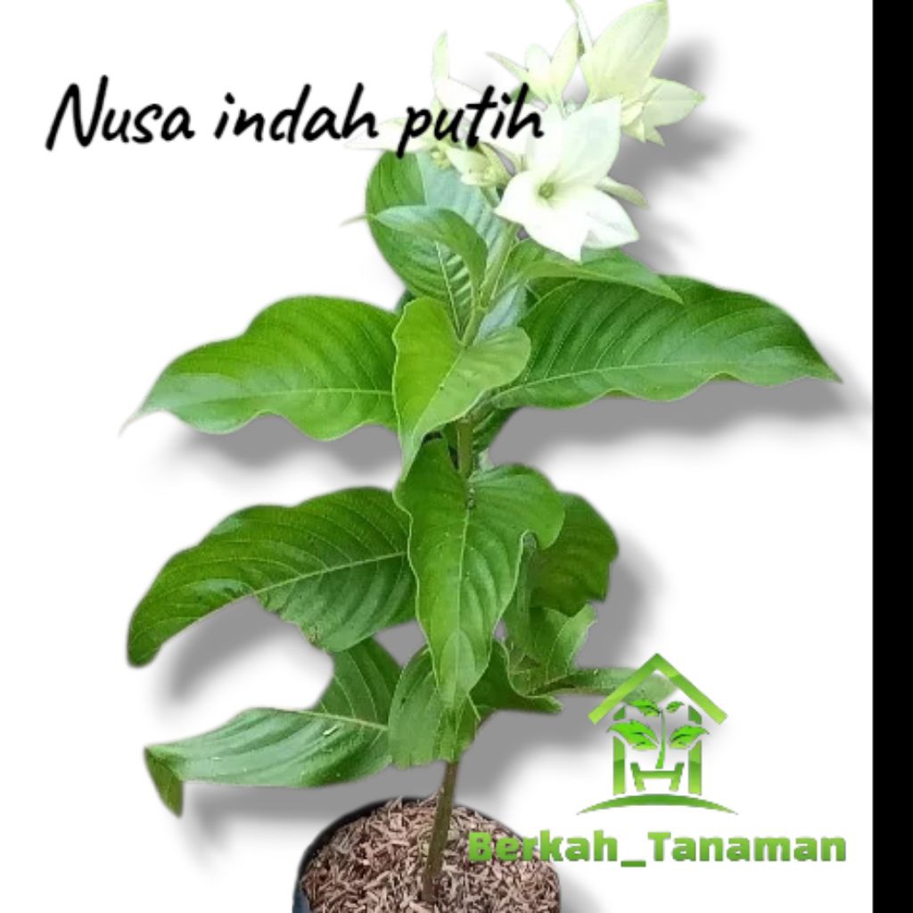 tanaman hias bunga nusa indah putih - Nusa indah - bibit Nusa indah putih