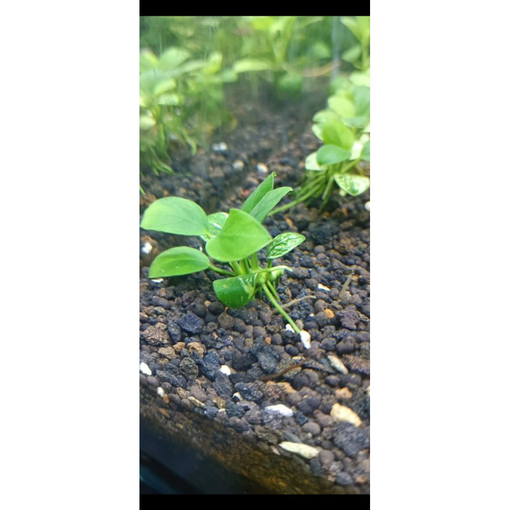 anubias pinto