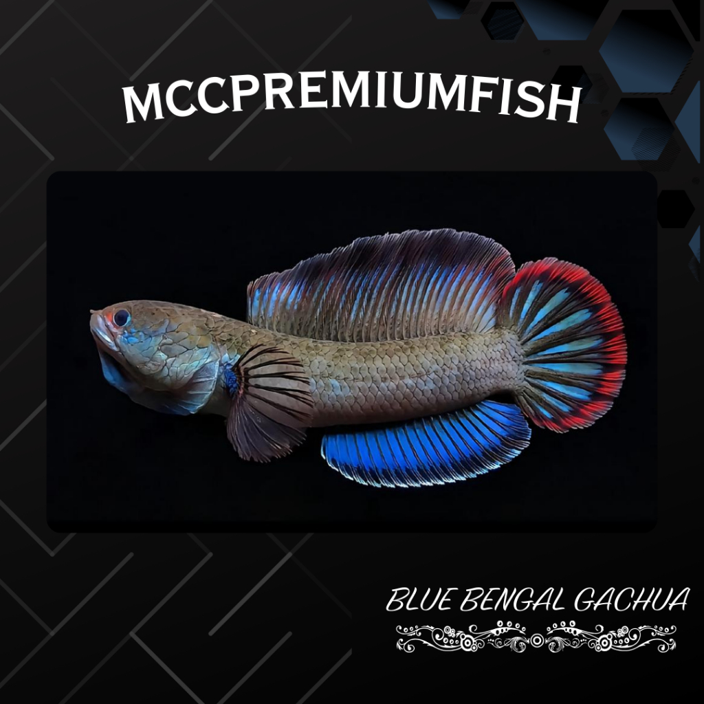 (COD) Blue Bengal High Fin Gachua CB REALL | SINGLE TANK - BEST SORTIRAN | Snakehead - Channa Berkua