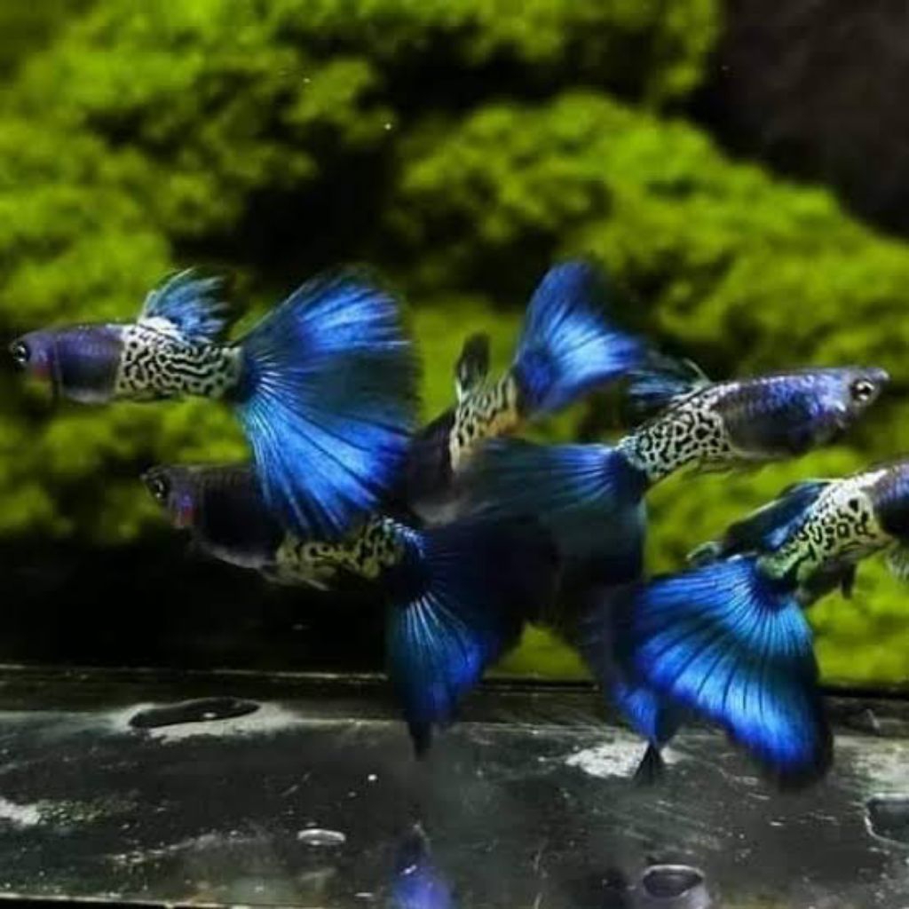 hiasan aquarium guppy mssbt