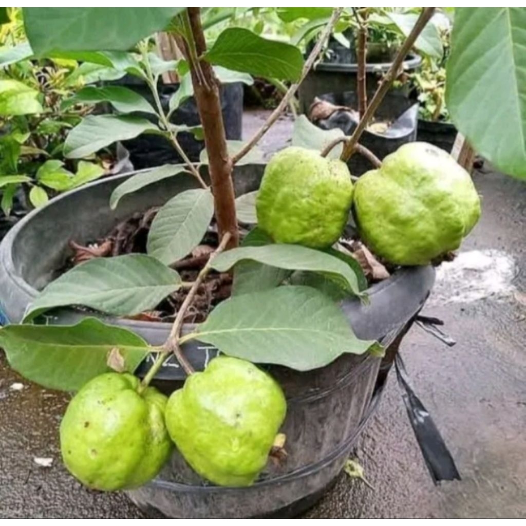 Bibit jambu kristal tanpa biji hasil cangkok cepat berbuah