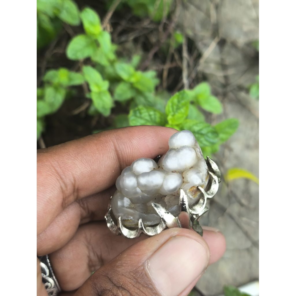 raja klanceng putih natural