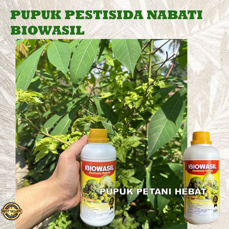 Biowasil Pestisida Organik Cabe | Solusi Atasi Serangan Hama | Lindungi Cabe Panen Lebih Banyak dan 