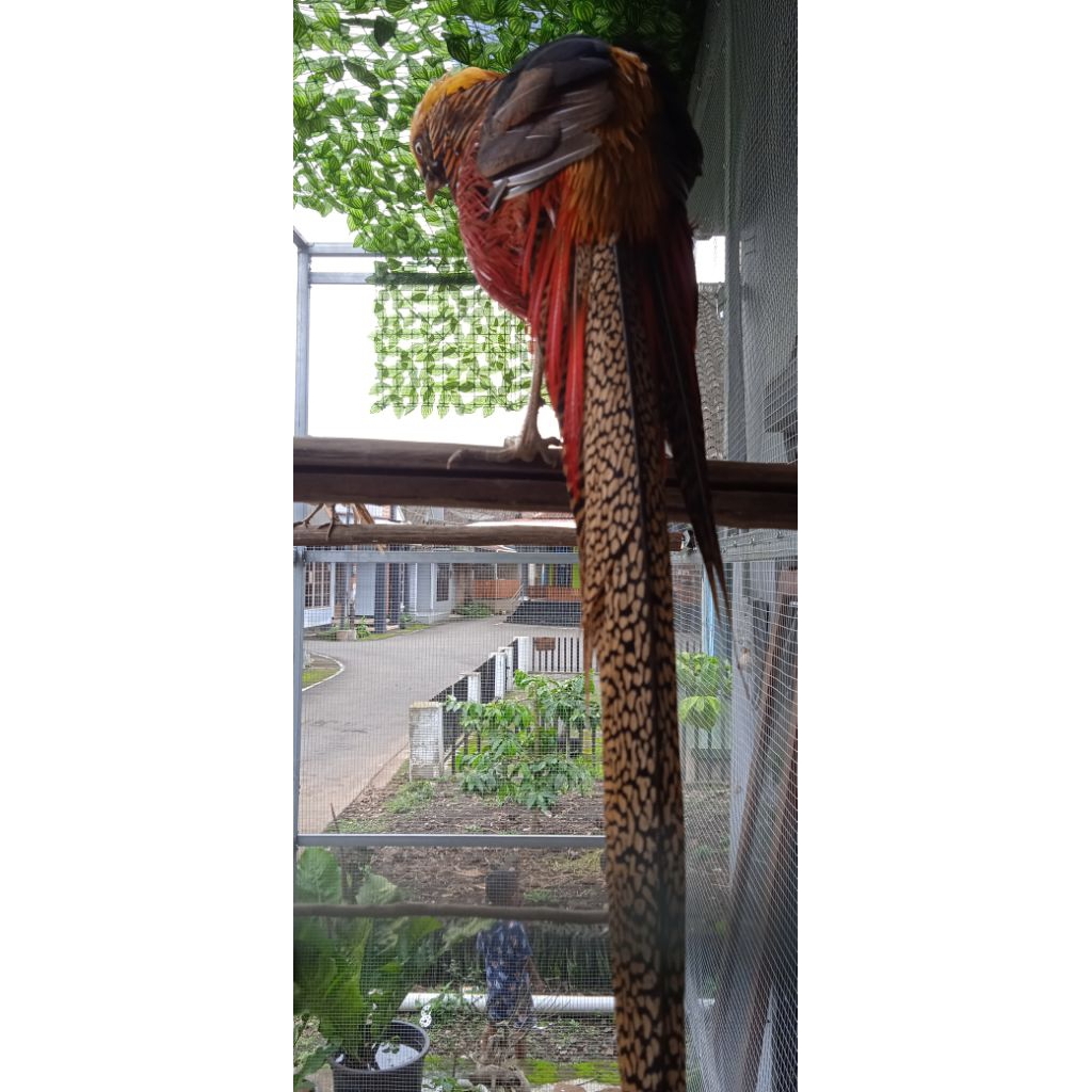 bulu ekor ayam golden pheasant