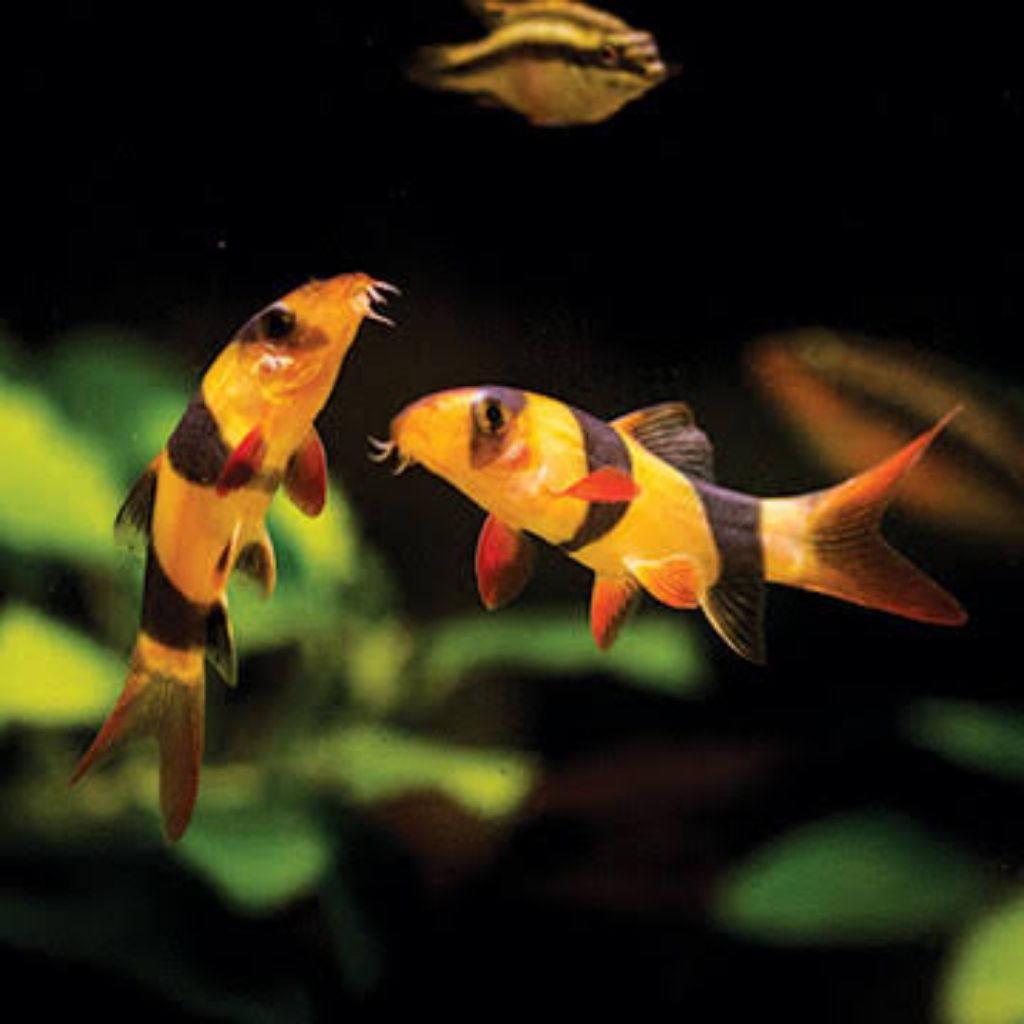 ornamen aquarium botia badut