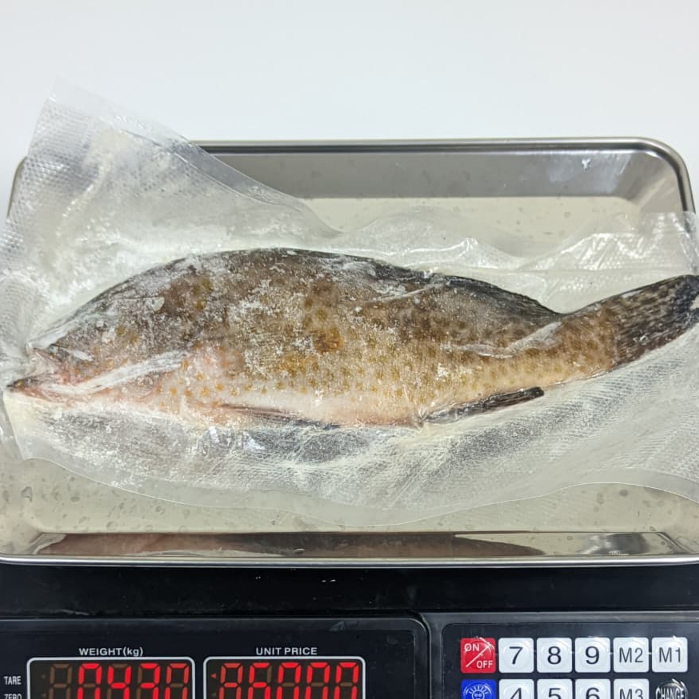 Ikan Kerapu Premium Fresh Beku Bersih Kerapu Utuh Frozen Berat 300 gram