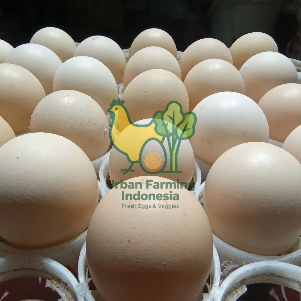 Telur ayam kampung sehat dengan pakan alami dan herbal