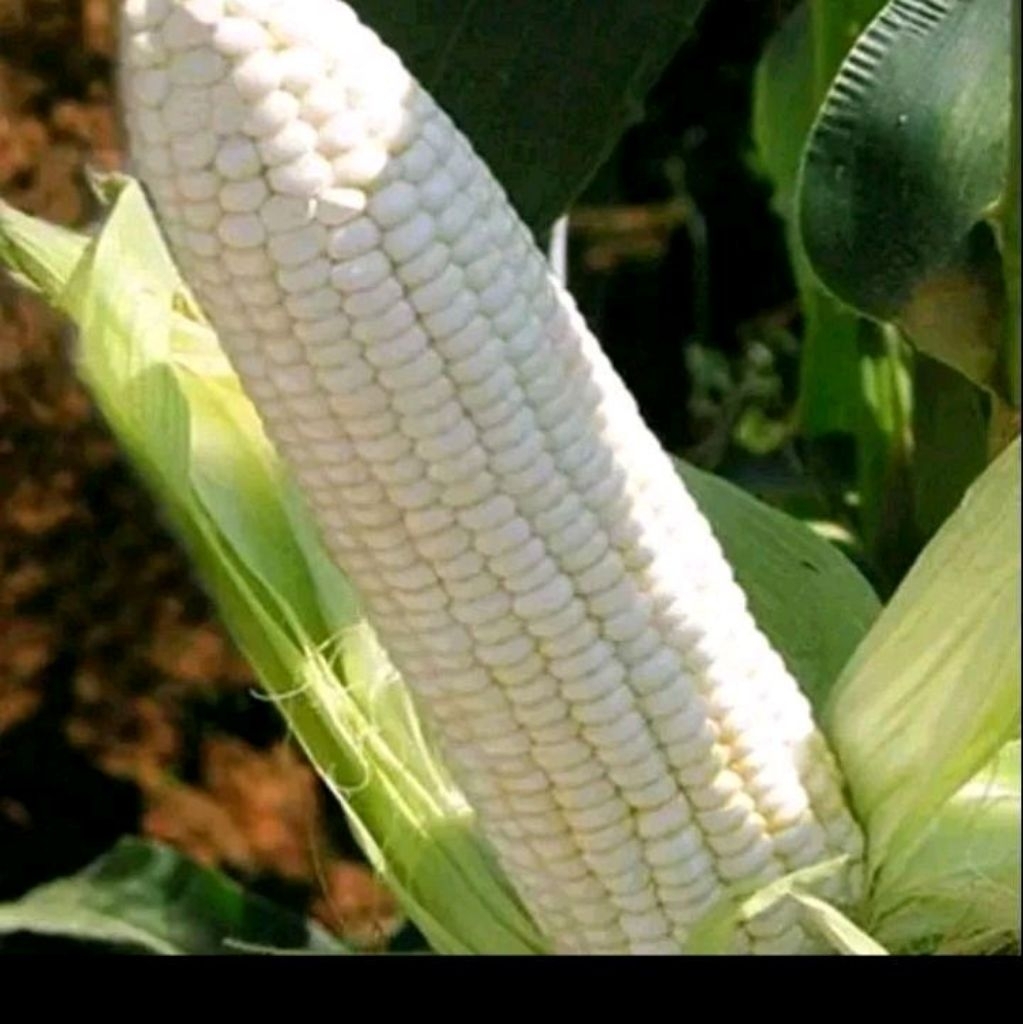 biji benih jagung pulut putih