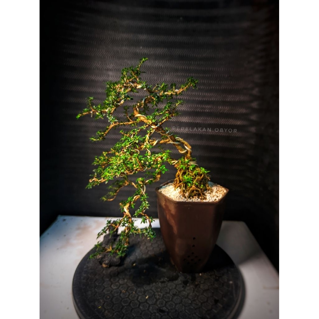 Bonsai Mini Mame Shito Serissa Japonica Super Micro JAPAN REAL PICT KARAKTER PLUS POT SIAP PAJANG