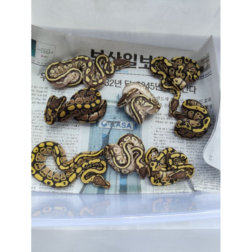 ball python murah lucu