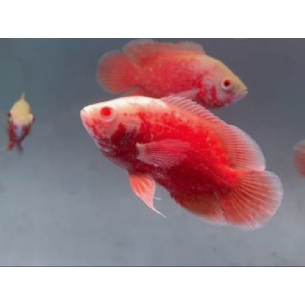 Oscar Red Paris 6-8cm hiasan aquarium